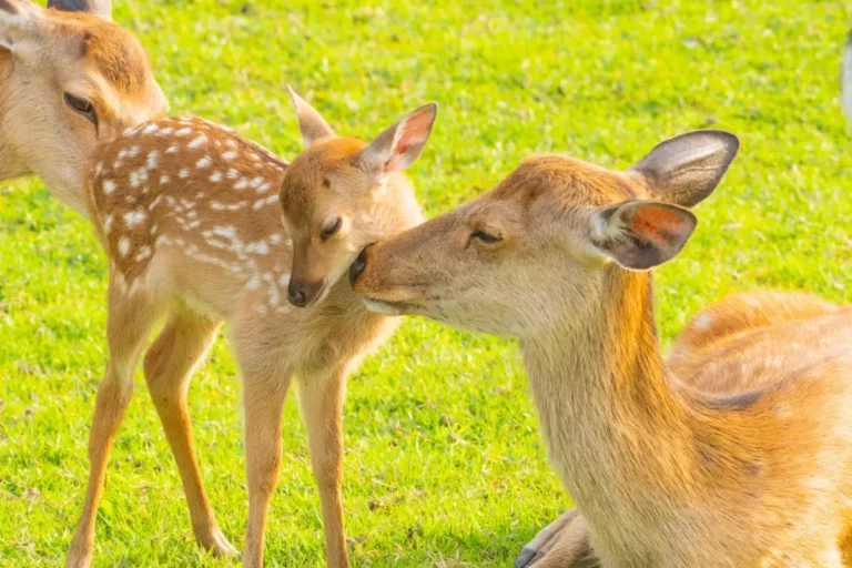 シカの家族