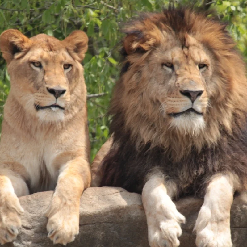 ライオンの夫婦