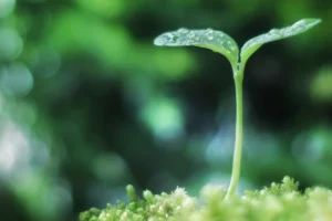 家族の新しいスタートを象徴する新芽